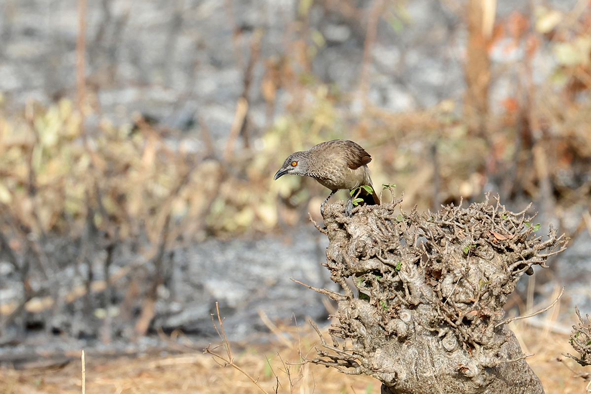 Brown Babbler